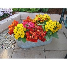 SR12Store 25 Yellow Calceolaria Flower Seeds Slipper Flower Pockecket Bo... - $200.33 MXN