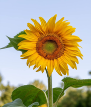 Burpee Mammoth Russian Sunflower Seeds 200 Seeds - £10.09 GBP