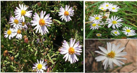 Wild White Daisy Aster Flower Way Over 25 Seeds - £6.83 GBP