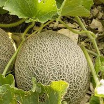 Muskmelon Seed Edisto 47 Sweet 25 Seeds Mellon Fresh Seeds Gardening - $56.72 MXN