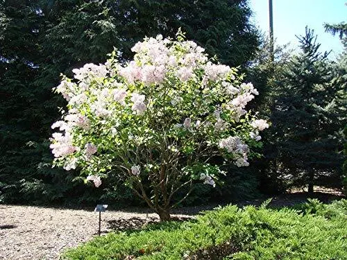 Fresh Early White Lilac Seeds For Planting 50+ Seeds Highly Prized For Bonsai Fr - £16.70 GBP