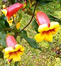 Septh Live Plants Tangerine Beauty Bignonia Capreolata Cross Vine Yellow Orange - $37.49