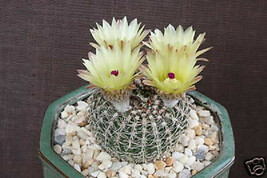 Notocactus veenianus, exotic globular parodia rare desert cactus cacti 50 SEEDS - £7.56 GBP