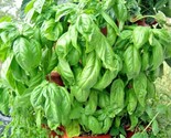 300 Seeds Italian Large Leaf Basil Seeds Organic Herb Summer Garden Pati... - $8.99