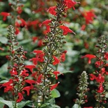 40 Lady In Red Hummingbird Salvia Flower Seeds Garden Fresh USA Shipping - £13.15 GBP