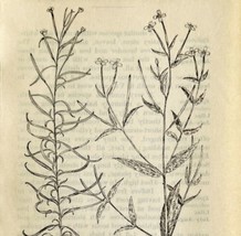1905 Epilobium Varieties Wild Flower Print Pen &amp; Ink Lithograph Antique  - £13.68 GBP