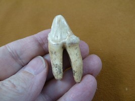 (F311-7) 1-3/4&quot; ancient Genuine Giant European Cave Hyena molar T**th sp... - £284.09 GBP