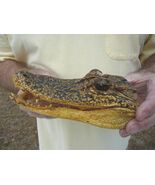 (G-Def-109) 6-1/8" Deformed Gator ALLIGATOR Aligator HEAD teeth TAXIDERM... - $59.19