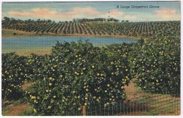 Postcard A Large Grapefruit Grove Florida - £1.63 GBP