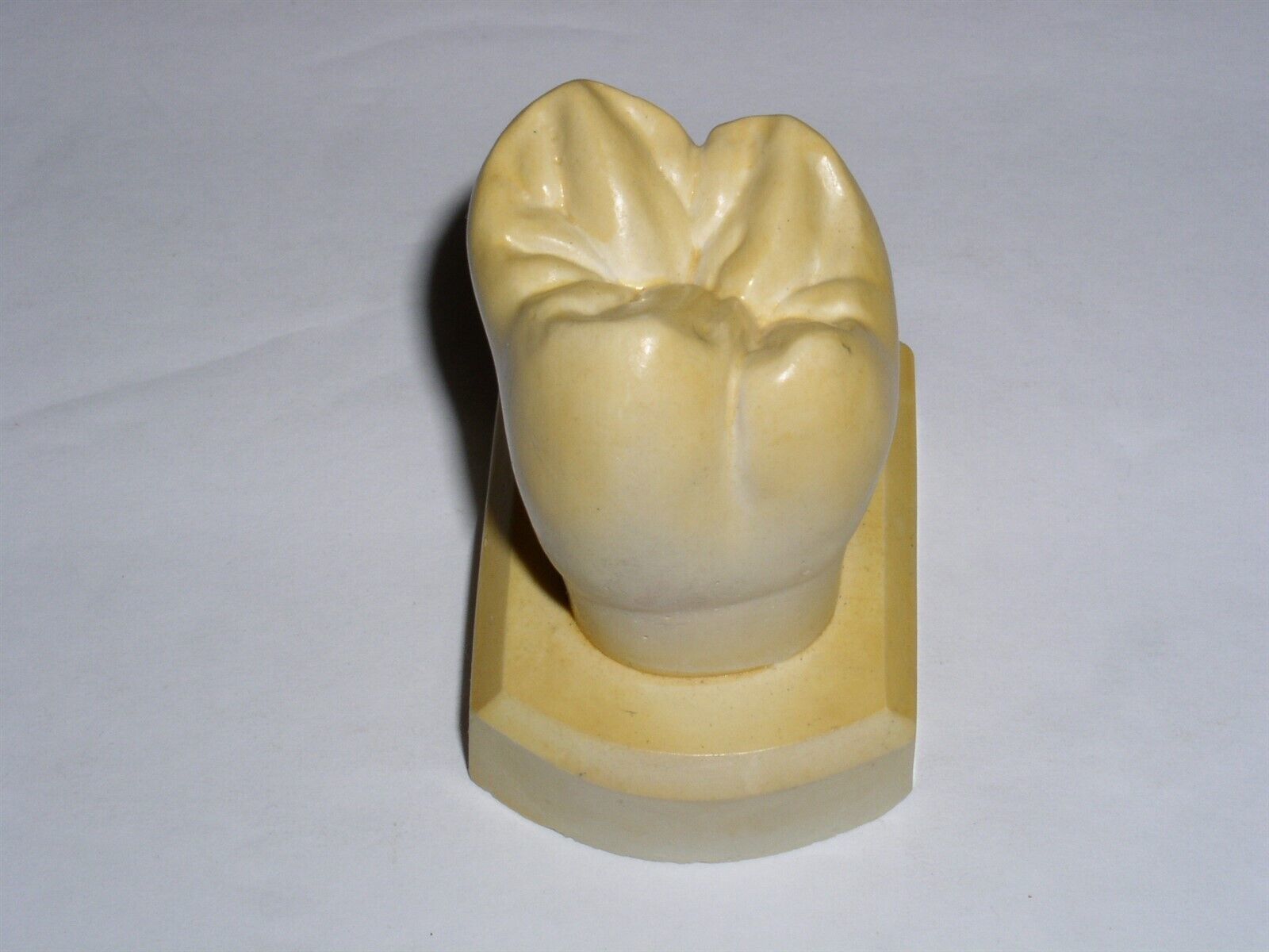 Dental Tooth Model Plaster Cast For Anatomy Morphology Teaching Upper 2n... - $17.99