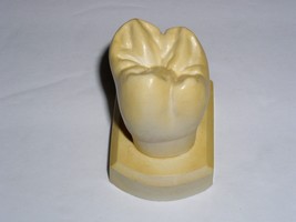 Dental Tooth Model Plaster Cast For Anatomy Morphology Teaching Upper 2n... - £14.36 GBP