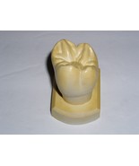 Dental Tooth Model Plaster Cast For Anatomy Morphology Teaching Upper 2n... - $24.43 CAD