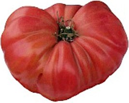 PM 1884 Tomato Seeds (20+ Seeds) | Non GMO | Vegetable Fruit Herb Flower Seeds f - £3.73 GBP