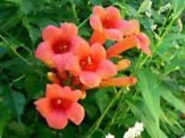 Hummingbird Trumpet Creeper Vine Campsis Radicans Flower 70 Seeds - £8.79 GBP