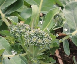 Sprouting Calabrese Broccoli Seed  Italian Heirloom Garden Seeds 0.25Oz From US - £8.44 GBP