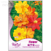 Cosmos Sulphureus Seeds Balcony Potted Flowers Chrysanthemum Seeds Pack 60 Seeds - $5.46