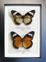 Cethosia Cyane PAIR Leopard Lacewing Butterflies Framed Entomology Shadowbox - £65.26 GBP