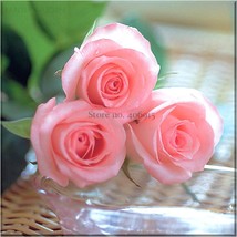 Water Pink European Rose Flowers Pack 20 Seeds Light Fragrant Flowers E3545 Gard - $11.71