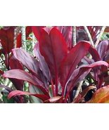 HAWAIIAN RED TI LEAF PLANT 1 Pack 2 LOGS - £18.92 GBP