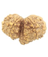 Rare Collector Gauri Shankar Ganesh Rudraksha - 9 mukhi - Nepal - IGL Ce... - $333.44 CAD