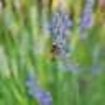 200 Seeds True LAVENDER English Fragrant Flowers Perennial Medicinal USA... - $12.00
