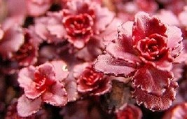 50+ Sedum Dragon&#39;s Blood Flower Seeds Dark Red Drought Tolerant - £7.86 GBP