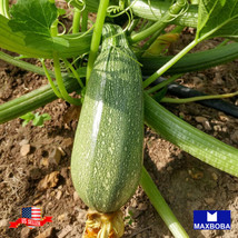 20 Squash Summer Grey Zucchini Seeds Nongmo Heirloom Vegetable Garden Us Seller - £3.14 GBP