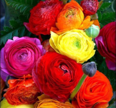 100Seeds Mixed Color Persian Buttercups Seeds(Ranunculus),gorgeous flower - £23.12 GBP