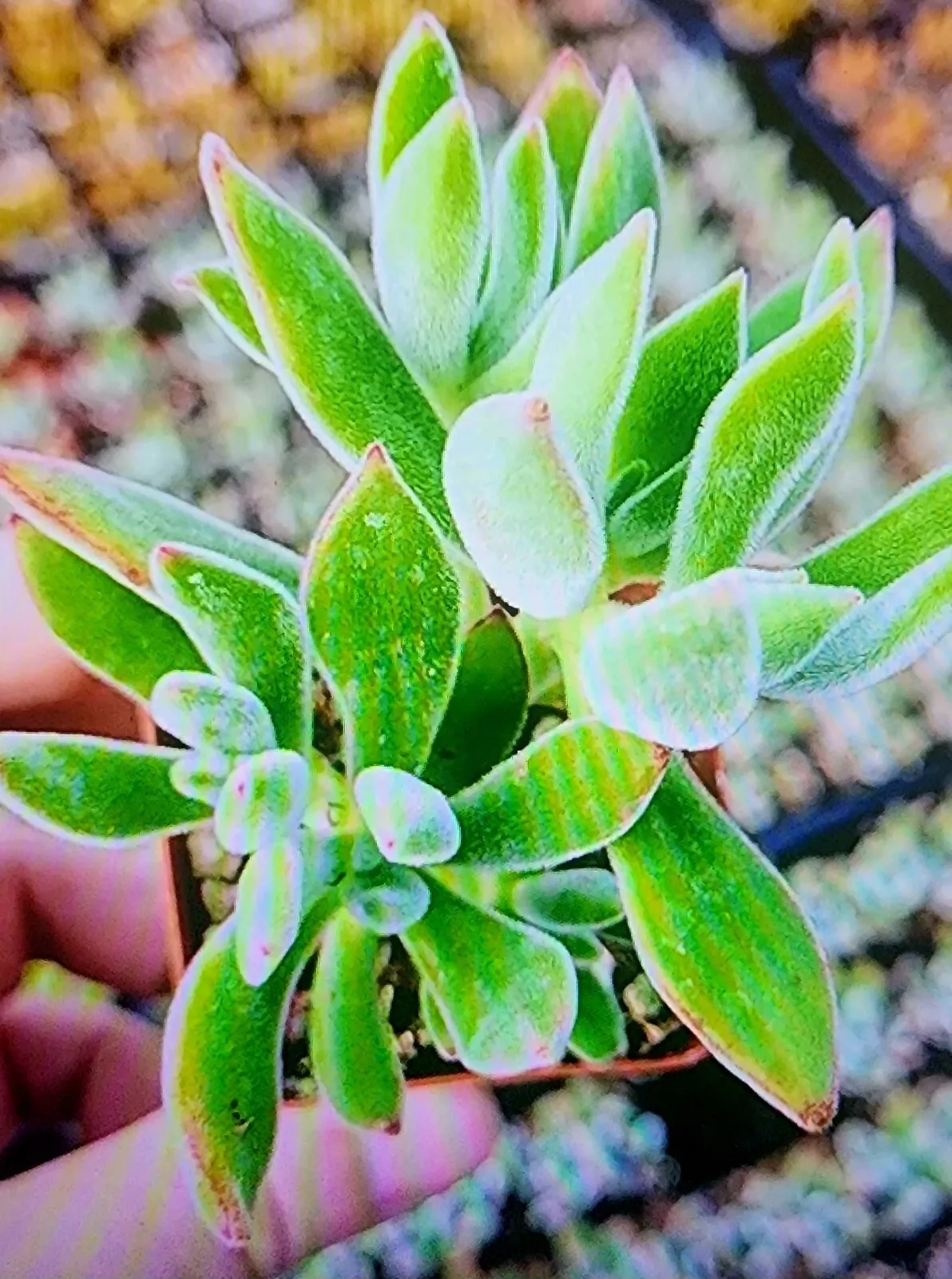 Rare Echeveria Pulvinated &quot;Ruby&quot; Blush succulent, Echeveria red Devotion... - $10.00