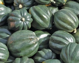 Acorn Squash Seeds 20 Table King Bush Winter Squash Vegetable Garden Cul... - $4.20