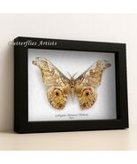 Silkworm Emperor Caligula Rinaca Thibeta Real Saturn Moth Framed Shadowbox - €80,98 EUR