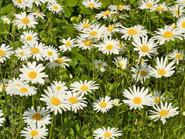 Daisy Oxeye Oxeye Daisies White 1500 Seeds Fresh Seeds USA - £4.82 GBP