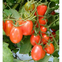 Best SELLER USA 10 Seeds Tami G Tomato Seeds - $5.60