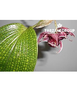 BULBOPHYLLUM RETICULATUM SMALL ORCHID SEEDLING POTTED - £62.91 GBP