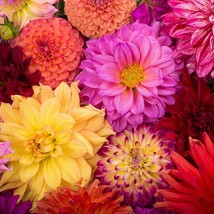 50 Unwins Dwarf Mix Dahlia Variabilis Mixed Colors Semi Double Bicolor Pink Purp - £12.19 GBP