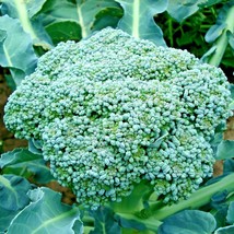 300 Seeds Green Sprouting Broccoli Organic Heirloom Cool Season Open Pollinated - £13.18 GBP