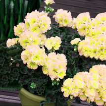 BELLFARM Geranium White Double Petals with Green Centre Ball Typed Bonsai Flower - £4.28 GBP