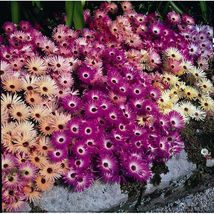 100 Seeds Mesembryanthemum Magic Carpet Mix Flower Ice Plant Perennial - £13.17 GBP
