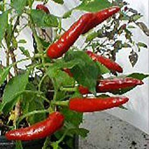 PM Sport Hot Peppers Seeds (((50 Seed Packet))) (More Heirloom, Organic,... - $3.98