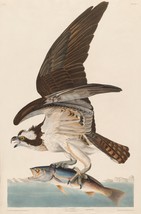 12128.Poster print or Canvas wall decor interior design.Audubon bird.Hawk.Fish - £12.98 GBP+