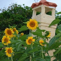 Mongolian Giant Sunflower Helianthus Annuus Packet Of 5 Seeds US Seller Fast Shi - £6.83 GBP