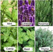 Grow In US 2525 Herb Seeds Mint Seeds /Lavender / Thyme /Rosemary 6 Varieties Se - £11.34 GBP