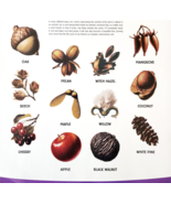 2002 International Paper Poster Life Of A Forest Seeds Recycling Vintage... - $34.17 CAD
