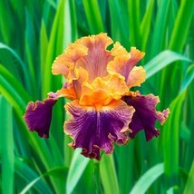 USA Seller 21 Seeds Heirloom Iris Seeds Fragrant Flower Plant - £7.40 GBP