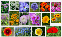 400 Seeds of Flower Mix Flower USA Grown - £15.92 GBP