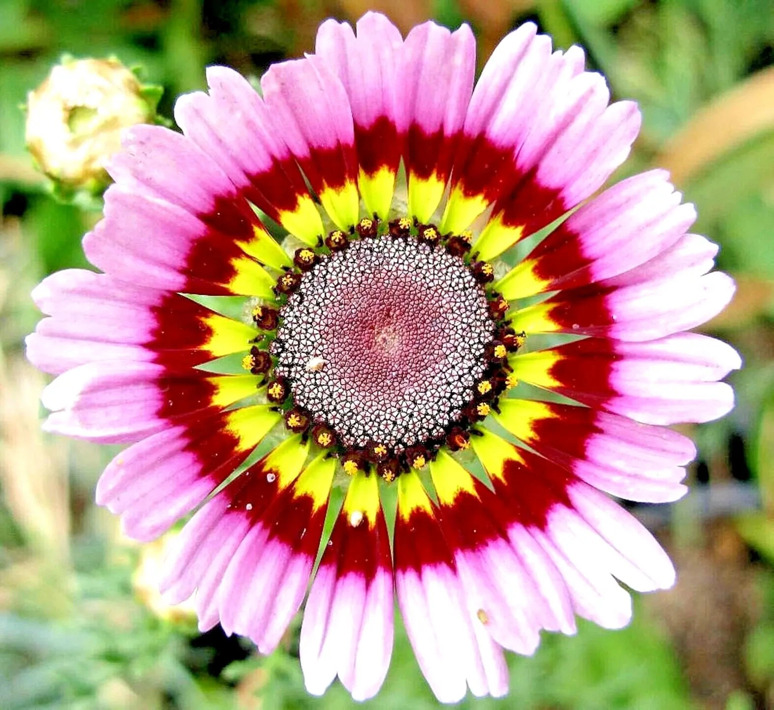 100+ PAINTED DAISY MIX SEEDS - HUGE FLOWERS - BUTTERFLIES BEES - BRIGHT COLORS Item image 4