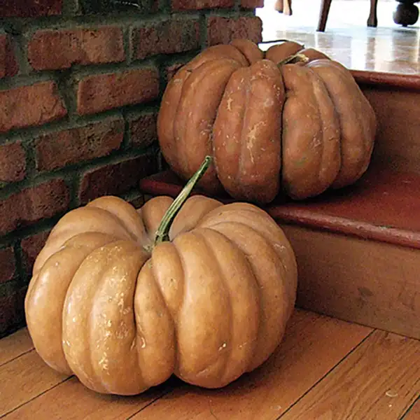 15 Fairytale Pumpkin Seeds Heirloom Annual Non Gmo Fresh Garden - £8.63 GBP