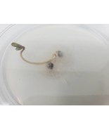 Plant Nutrient Gel Culturing Petri Dish 100 X 15mm Sterilized Ready to U... - £8.61 GBP