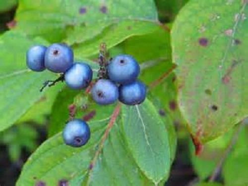 25 Sapphire Berry Seeds-1112B