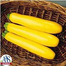 USA Seller Gold Rush Squash Seeds Fast Shipping - $14.24